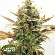Garden of Green Seeds Super Critical Bud CBD