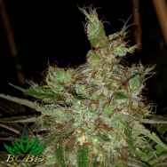 BC Bud Depot Seeds Garlic Cheese