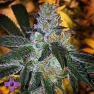 Gage Green Seeds Gawd Dawg