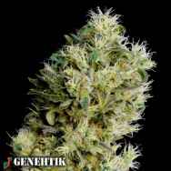 Genehtik Seeds Amnesia Bilbo AUTO