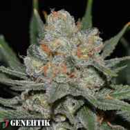 Genehtik Seeds Nevil Bilbo AUTO