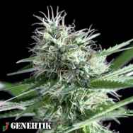 Genehtik Seeds OG Lemon Bilbo