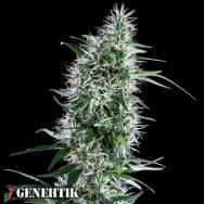 Genehtik Seeds Santa Bilbo