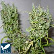 Cannabiogen Seeds Ghana