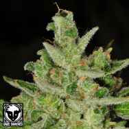 Rare Dankness Seeds OG Ghost Train Haze #9