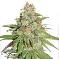 Dutch Passion Seeds Glueberry O.G.