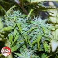 Jordan Of The Islands Seeds God's Afghani