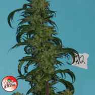 Jordan Of The Islands Seeds God's Blue Diesel