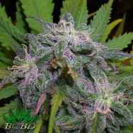 BC Bud Depot Seeds God's Gift