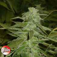 Jordan Of The Islands Seeds God's Northern Lights