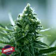 Moxie Seeds Goji Cake