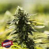 Moxie Seeds Goji D.C.