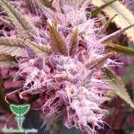 Dankonomics Genetics Seeds Goji Dawg