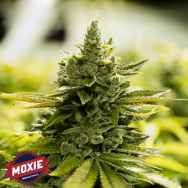 Moxie Seeds Goji Glue