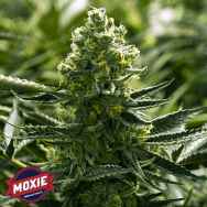 Moxie Seeds Goji Golden Cobra