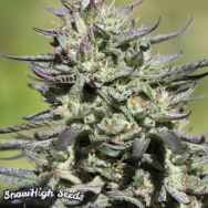 SnowHigh Seeds Goji Purple Fire Thai