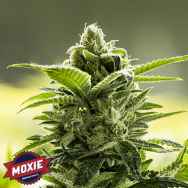 Moxie Seeds Goji Valley Kush