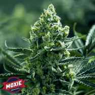 Moxie Seeds Tangie Goji