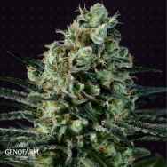 Genofarm Seeds GoldenBerry