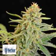 NorStar Genetics Seeds Golden Child