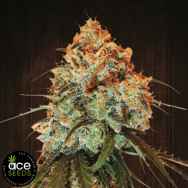 ACE Seeds Golden Tiger