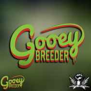 Gooeybreeder Seeds Berry Mania x Dark Cross