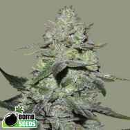 Bomb Seeds Gorilla Bomb