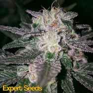 Expert Seeds Gorilla Cookies aka GG #4 x Cookies