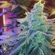 CannaVenture Seeds Gorilla Wreck 4