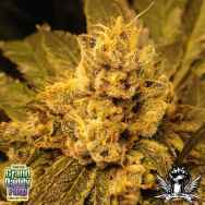 GrandDaddy Purple Seeds OG Kush