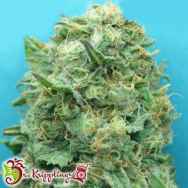 Dr. Krippling Seeds Grand Heft AUTO