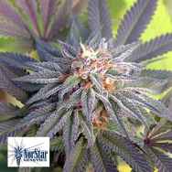 NorStar Genetics Seeds Grand Poobah