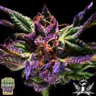 GrandDaddy Purple Seeds Original GrandDaddy Purple