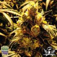 GrandDaddy Purple Seeds Bay Dream