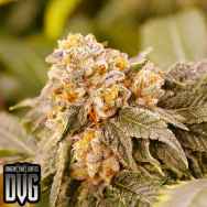 Dungeon Vault Genetics Seeds Grandpa's Breath F2