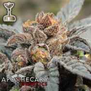 Apothecary Genetics Seeds Grape Ape AKA GDP