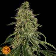 Barneys Farm Seeds Grape Ape