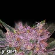 DJ Short Seeds Grape Krush