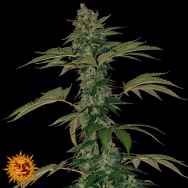 Barneys Farm Seeds Auto Grape Muerto