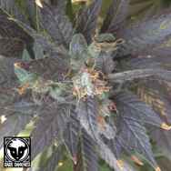 Rare Dankness Seeds Grape OX