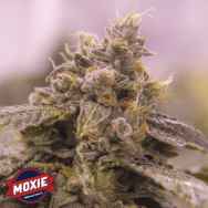 Moxie Seeds Grape Valley Kush