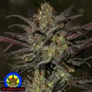 Next Generation Seeds Grapefruit Diesel