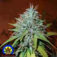 Next Generation Seeds Grapefruit Kush