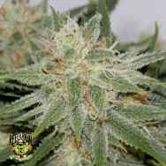 Reeferman Seeds Grapefruit