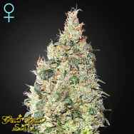 Green House Seeds Great White Shark CBD