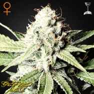 Green House Seeds Great White Shark