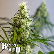 Brothers Grimm Seeds Green Avenger