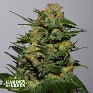 Garden of Green Seeds Green Crack