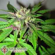 SickMeds Seeds Green Crack