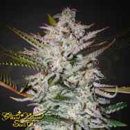 Green House Seeds Holy Punch